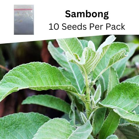 sambong benefits|sambong seeds.